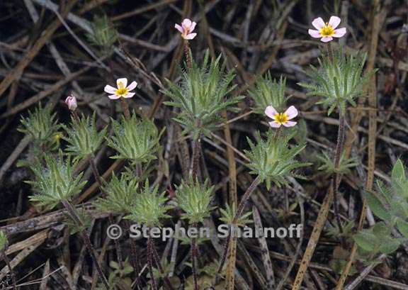 leptosiphon ciliatus 1 graphic